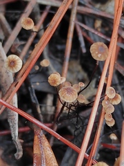Cryptomarasmius corbariensis