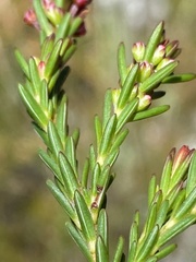 Erica pulchella