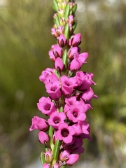 Erica pulchella