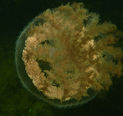 Pseudorhiza haeckeli