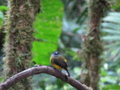 Myiotriccus ornatus