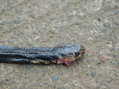 Naja sputatrix