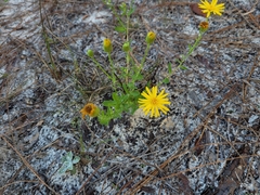 Chrysopsis scabrella