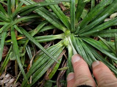 Celmisia major brevis