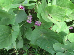 Pueraria montana lobata
