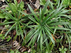 Celmisia major brevis