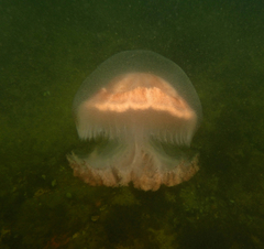 Pseudorhiza haeckeli