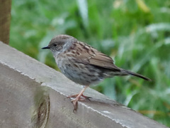 Prunella modularis occidentalis