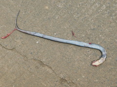 Naja sputatrix