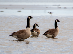 Branta canadensis maxima