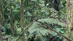 Myiotriccus ornatus