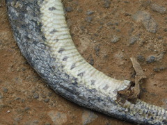 Homalopsis buccata