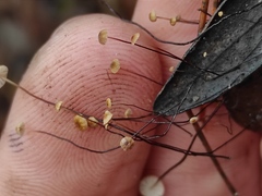Cryptomarasmius corbariensis