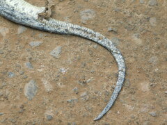 Homalopsis buccata