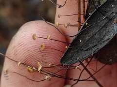 Cryptomarasmius corbariensis