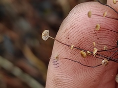 Cryptomarasmius corbariensis