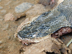 Homalopsis buccata