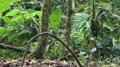 Myiotriccus ornatus