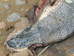 Homalopsis buccata