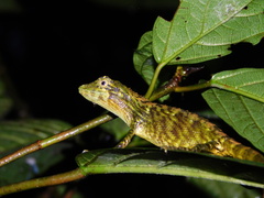 Pseudocalotes tympanistriga