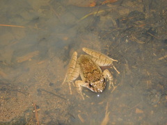 Limnonectes microdiscus