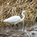 Eurasian Great Egret - Photo (c) yoseop ahn, some rights reserved (CC BY-NC), uploaded by yoseop ahn