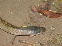 Coelognathus flavolineatus