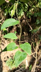 Pericampylus glaucus