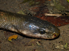 Coelognathus flavolineatus