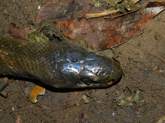 Coelognathus flavolineatus