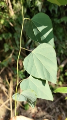 Pericampylus glaucus