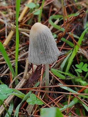 Coprinellus
