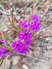 Verbena rigida