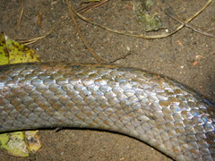 Coelognathus flavolineatus