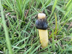 Phallus aurantiacus