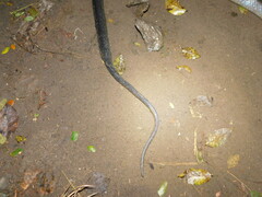 Coelognathus flavolineatus