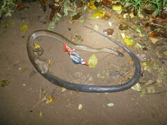 Coelognathus flavolineatus