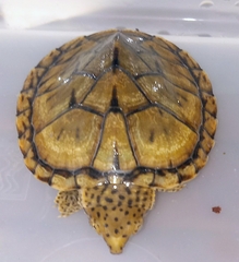 Sternotherus intermedius