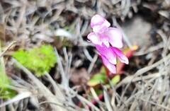 Disa rosea