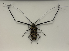 Acrocinus longimanus