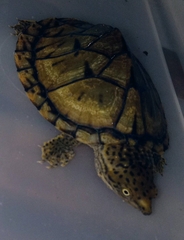 Sternotherus intermedius