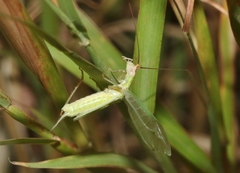 Oecanthus texensis