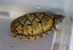 Sternotherus intermedius