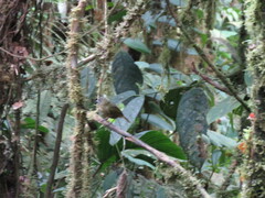 Chlorothraupis stolzmanni