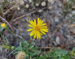 Chrysopsis gossypina