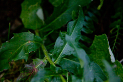 Hieracium umbellatum umbellatum