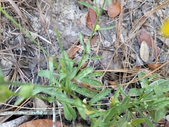 Chrysopsis gossypina