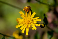 Hieracium umbellatum umbellatum