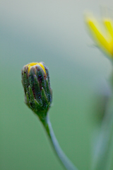 Hieracium umbellatum umbellatum