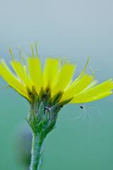 Hieracium umbellatum umbellatum